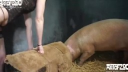 Онлайн зоо порно свинья трахает дамочку с восхитительной попкой