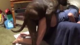 Dog porn упитанная собака боевито пердолит в вагину брюнетку онлайн зоо личное