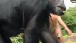 Zoo porn xxx нагие распутницы норовят замутить пялево с орангутангом зоопорно видео