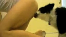 Dog sex домашний кобелек ебет владетельницу пред видео камерой