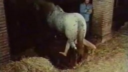 Женственная светловолосая распутница помассировала лошади елдак дала в пизду