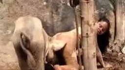 Дикий хряк выебал скотоложницу в лесочке zoo porno порнушка смотреть и загружать