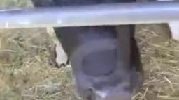 Развратный педрила спаривается с бычком занимательное зоо порно видеофильм смотреть он-лайн