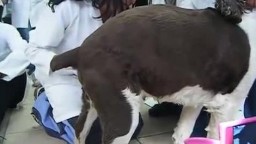 Молодые ветеринары берут пробу спермы у пса