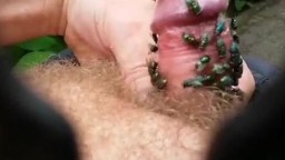 Жирные зеленые мухи кусают короткий член извращенца