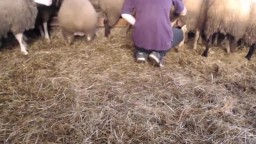 Молодой деревенский зоофил пытается трахнуть овцу